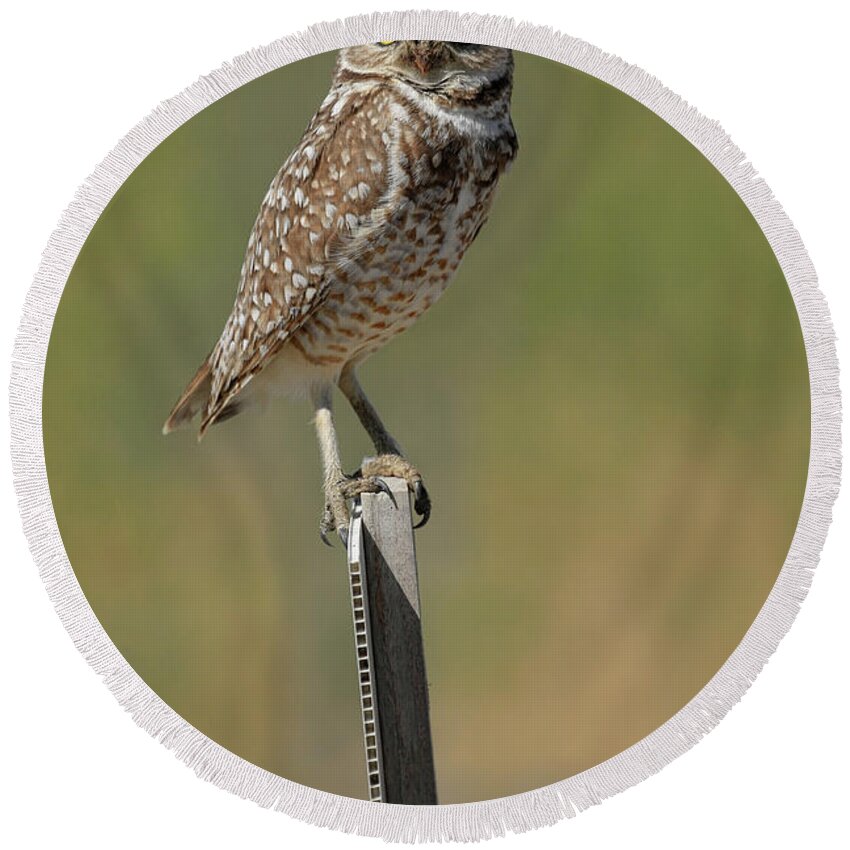 Burrowing Owl Round Beach Towel featuring the photograph The Burrowing Owl by Steve McKinzie