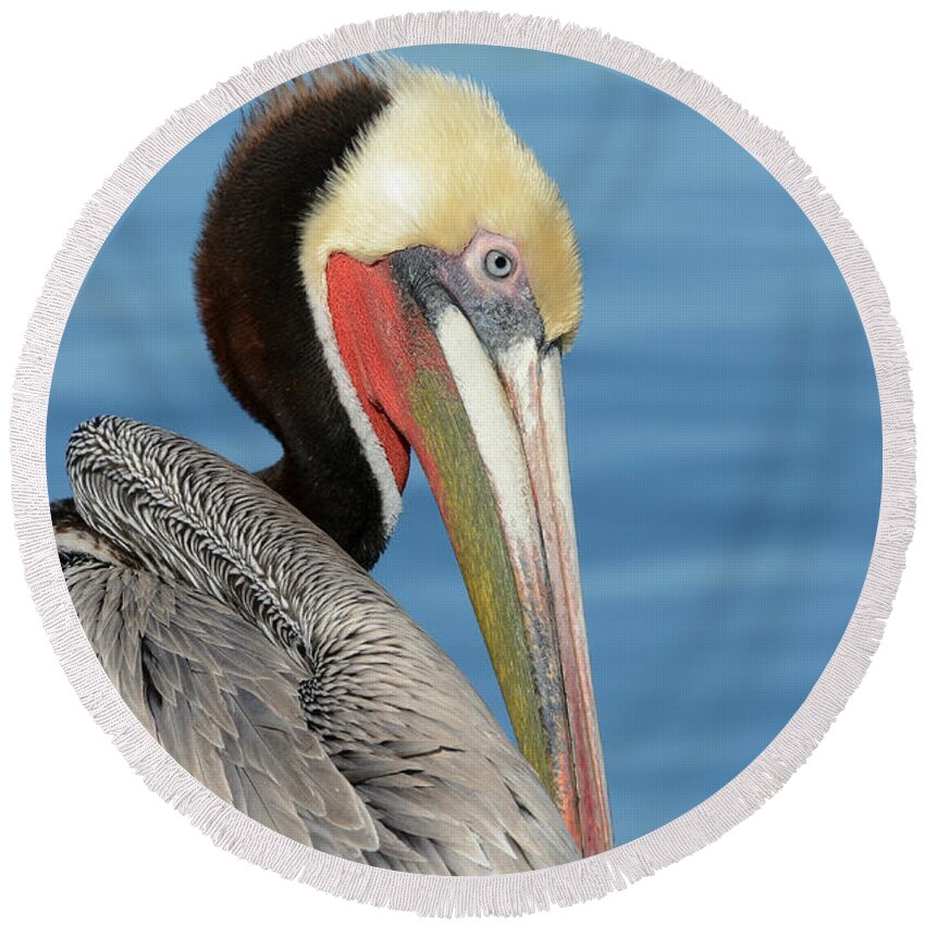 Brown Pelican Round Beach Towel featuring the photograph The Colors Of Love by Fraida Gutovich