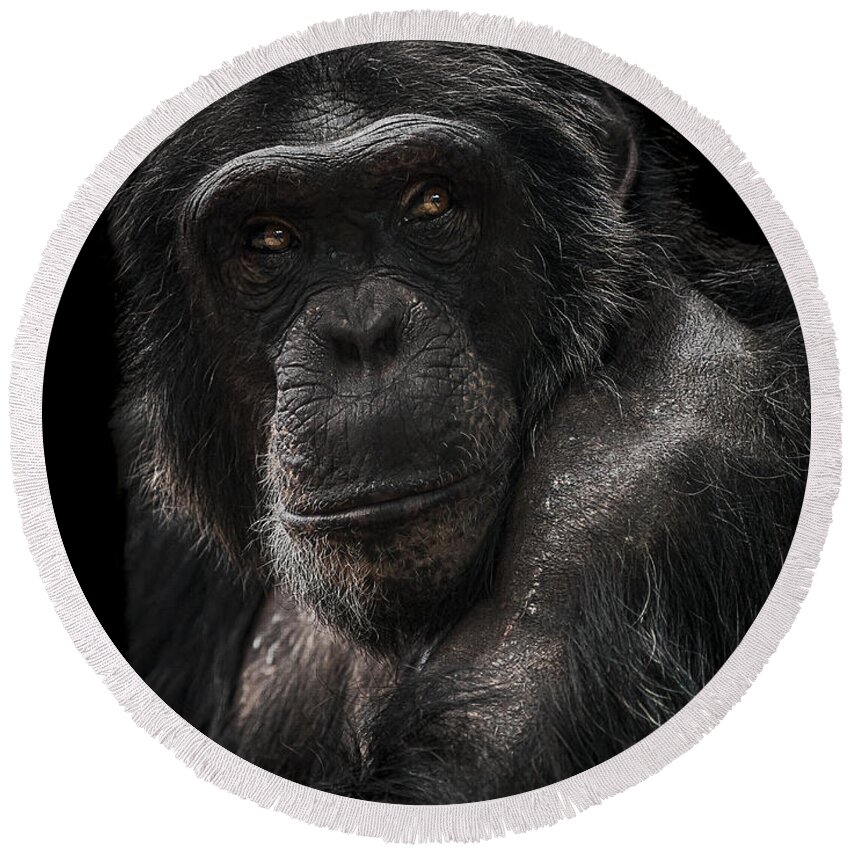 Chimpanzee Round Beach Towel featuring the photograph The Contender by Paul Neville