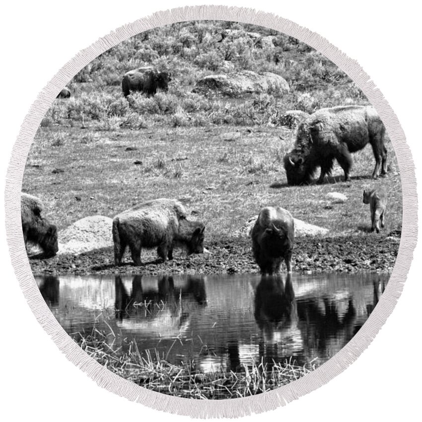 Bison Round Beach Towel featuring the photograph The Crew At The Watering Hole Black And White by Adam Jewell