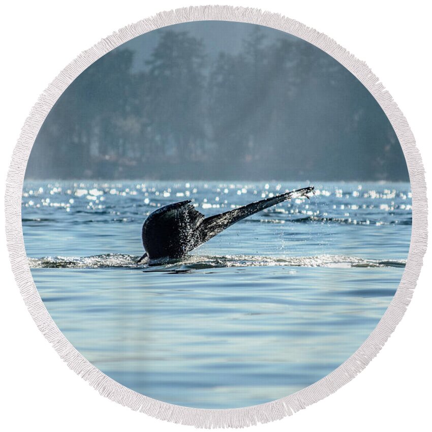 Humpback Whales Round Beach Towel featuring the photograph The Descent Humpback Whale by Roxy Hurtubise