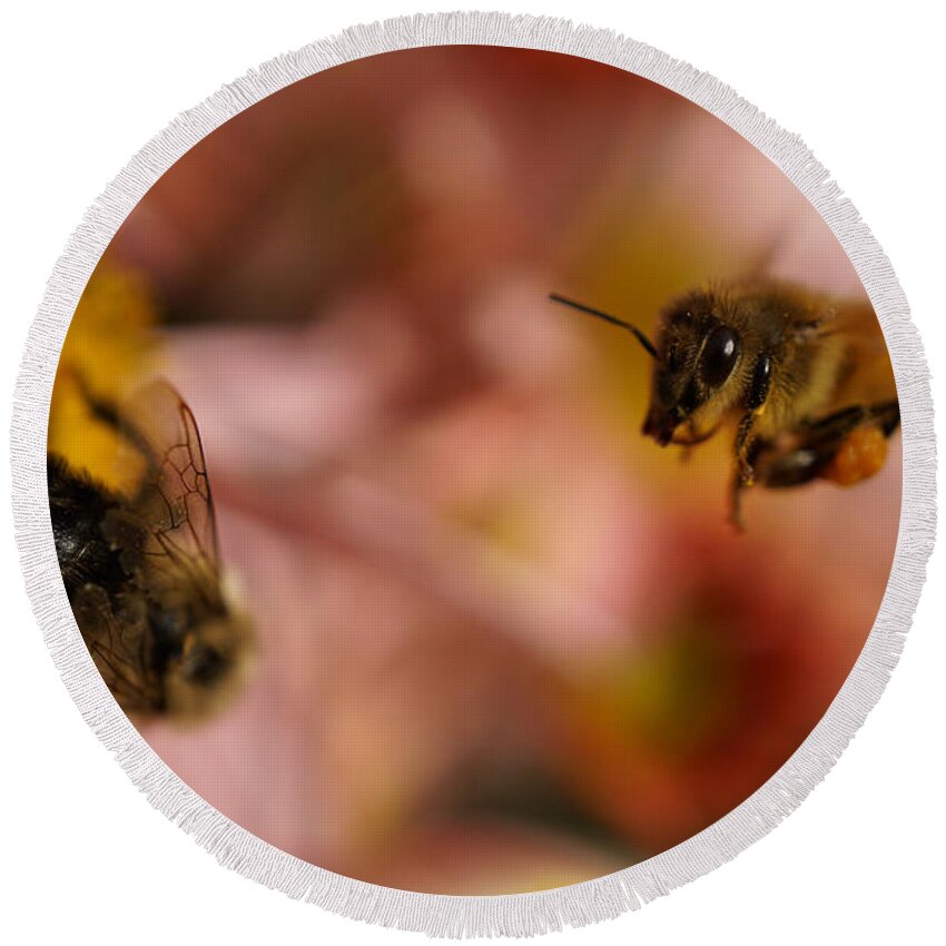 Bee On The Flower Round Beach Towel featuring the photograph The Flower is taken by Lilia S