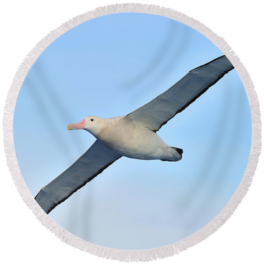 Wandering Albatross Round Beach Towel featuring the photograph The Greatest Seabird by Tony Beck