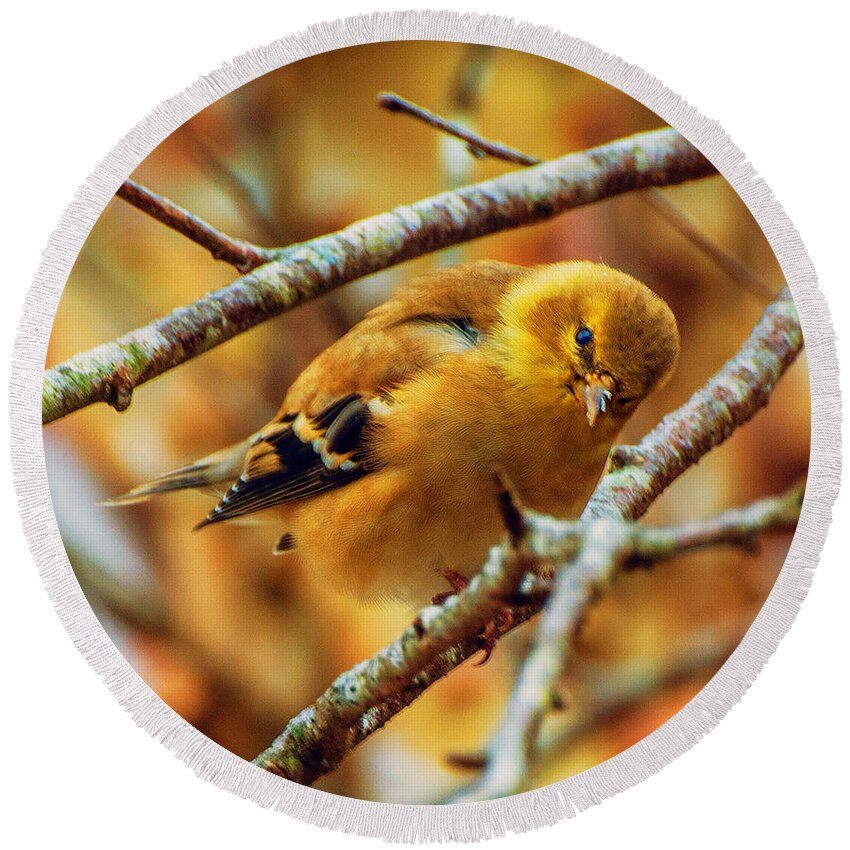 The Inquisitive Goldfinch Prints Round Beach Towel featuring the photograph The Inquisitive Goldfinch by John Harding