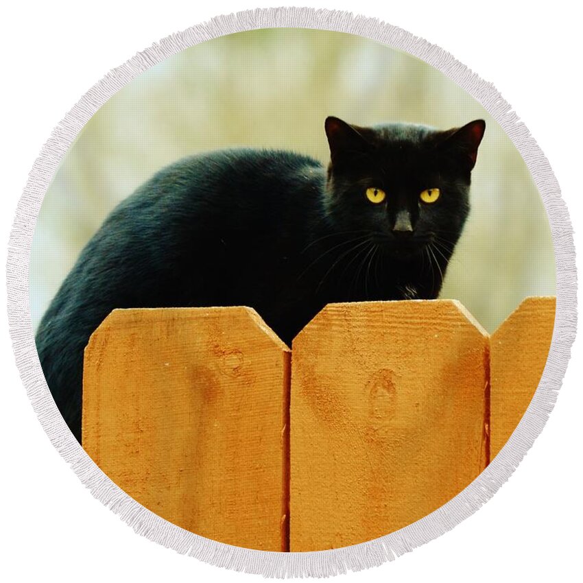 Cat Round Beach Towel featuring the photograph The Instigator by Eileen Brymer