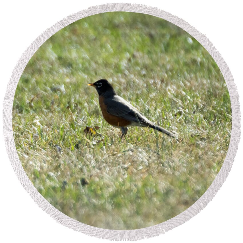 American Robin Round Beach Towel featuring the photograph The Lone Robin by Holden The Moment
