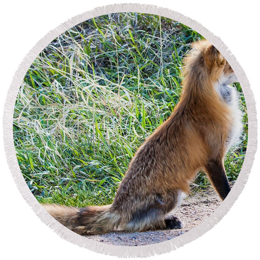 Red Fox Round Beach Towel featuring the photograph The Lookout by Mindy Musick King