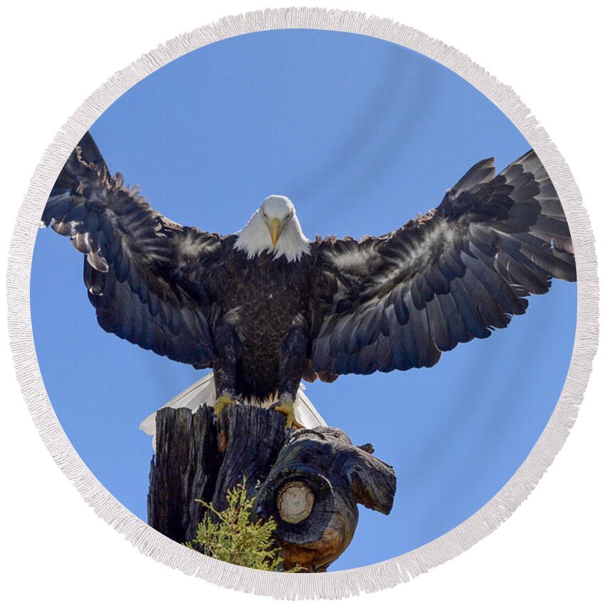 Eagle Round Beach Towel featuring the photograph The Majesty of the American Bald Eagle by Richard Bryce and Family