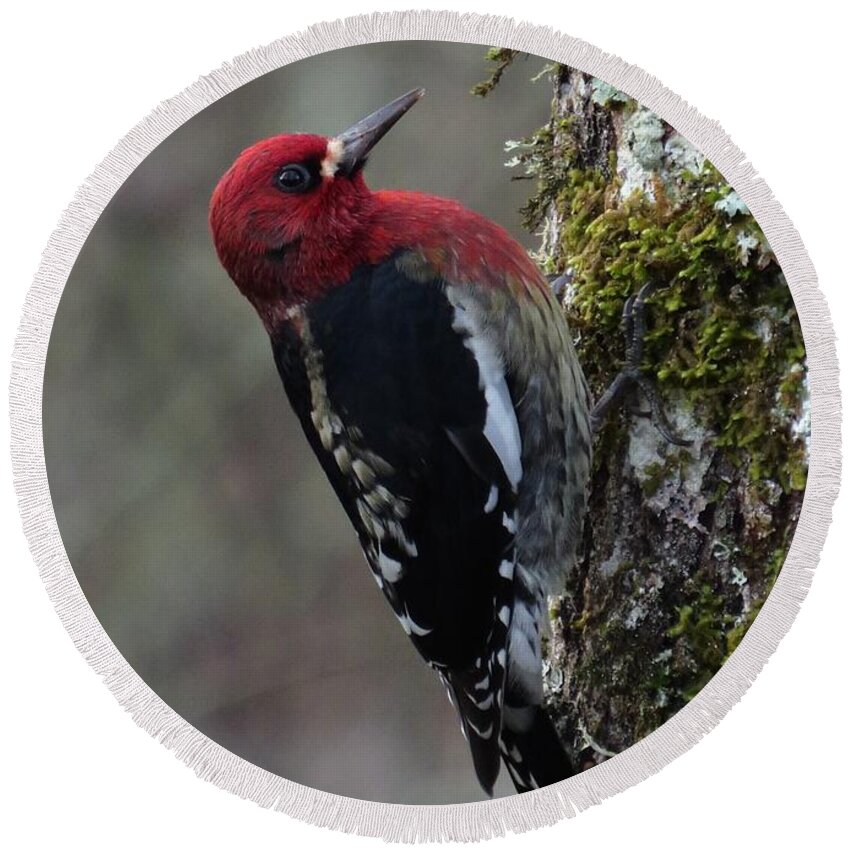 Red-breasted Sapsucker Round Beach Towel featuring the photograph The Maple Sap Tapper by I'ina Van Lawick