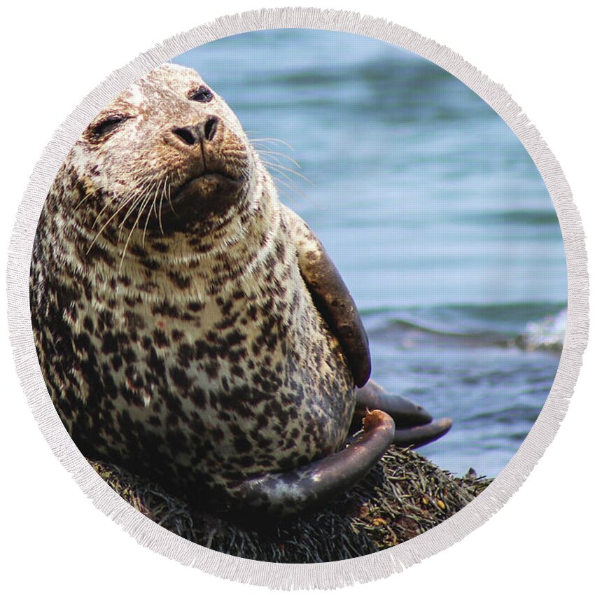Seal Round Beach Towel featuring the photograph The Most Interesting Seal by Holly Ross