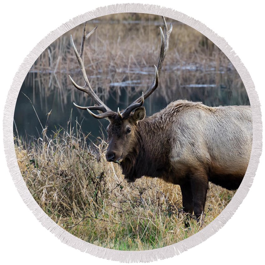 Elk Round Beach Towel featuring the photograph The Old Bull by Steven Clark