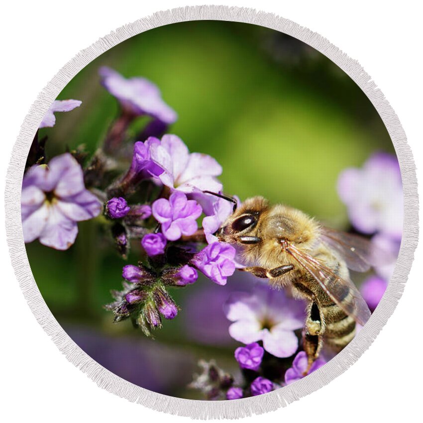 Bee Round Beach Towel featuring the photograph The Pollinator by Rick Deacon