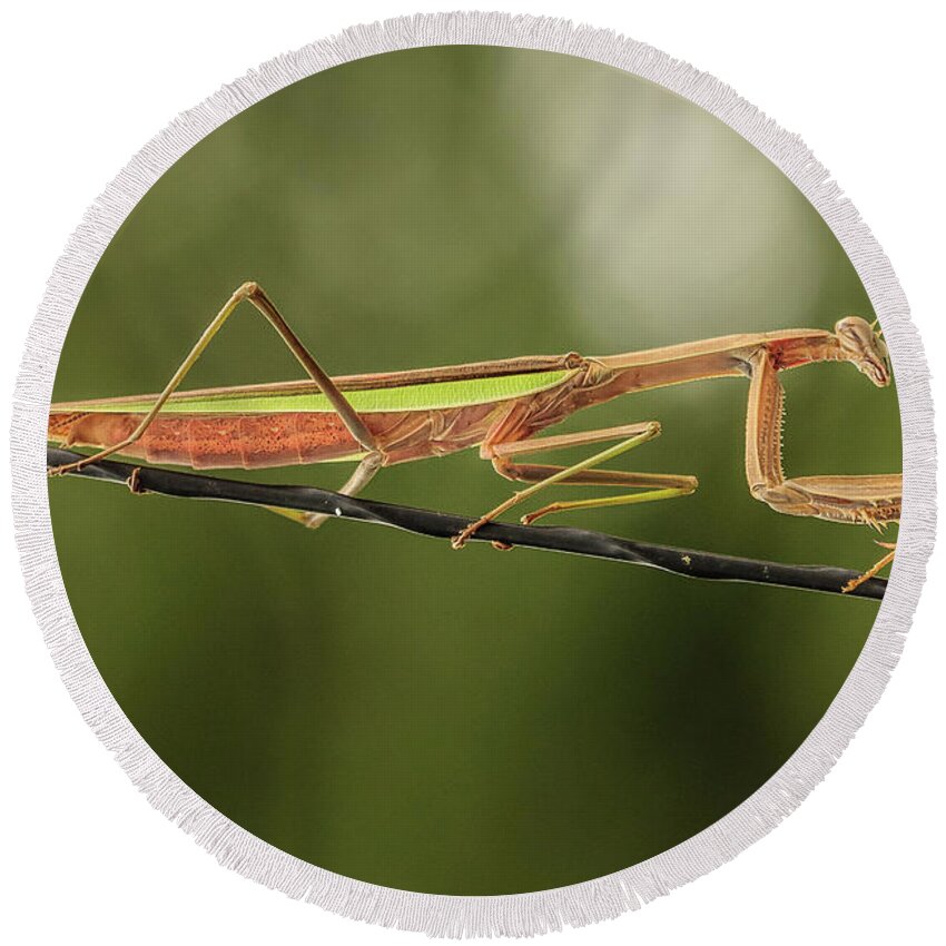 Insect Round Beach Towel featuring the photograph The Praying Mantis and the Antenna by Joni Eskridge