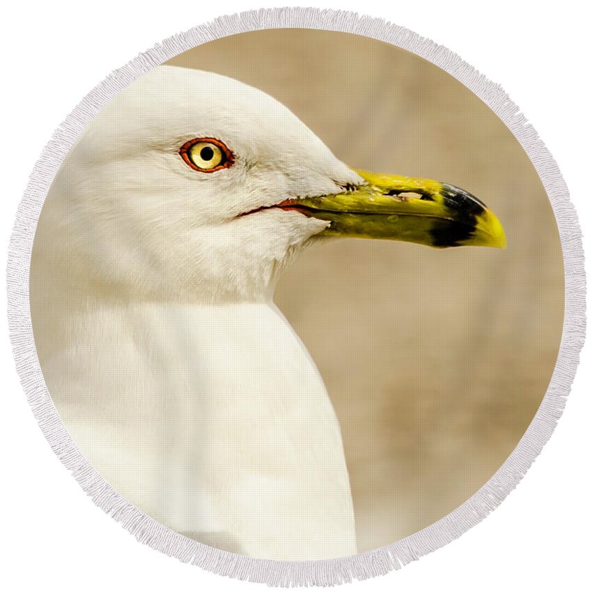 Great Lakes Gull Round Beach Towel featuring the photograph The Proud Gull by John Roach