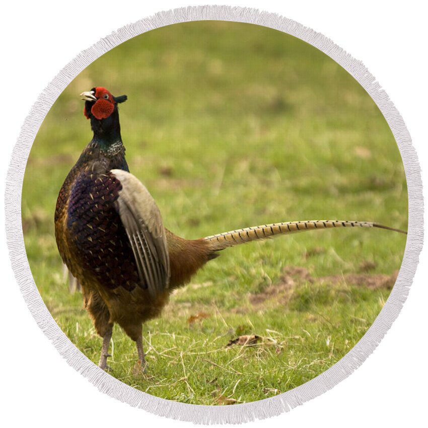 Pheasant Round Beach Towel featuring the photograph The Proud One by Ang El