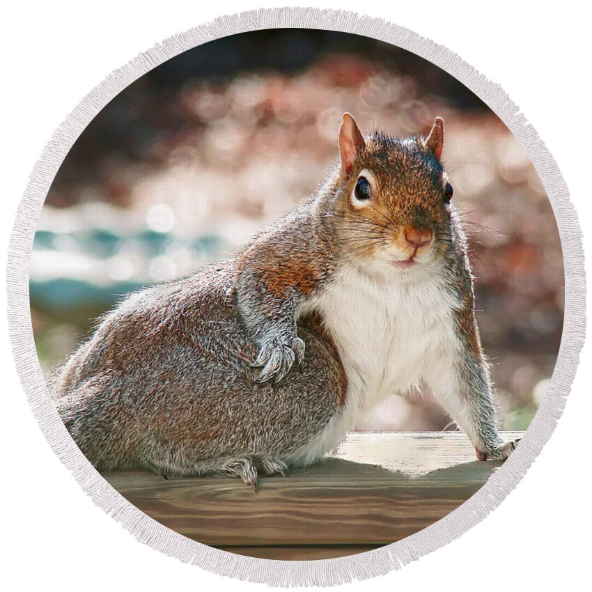 Squirrel Round Beach Towel featuring the photograph The Show Off by Sue Melvin