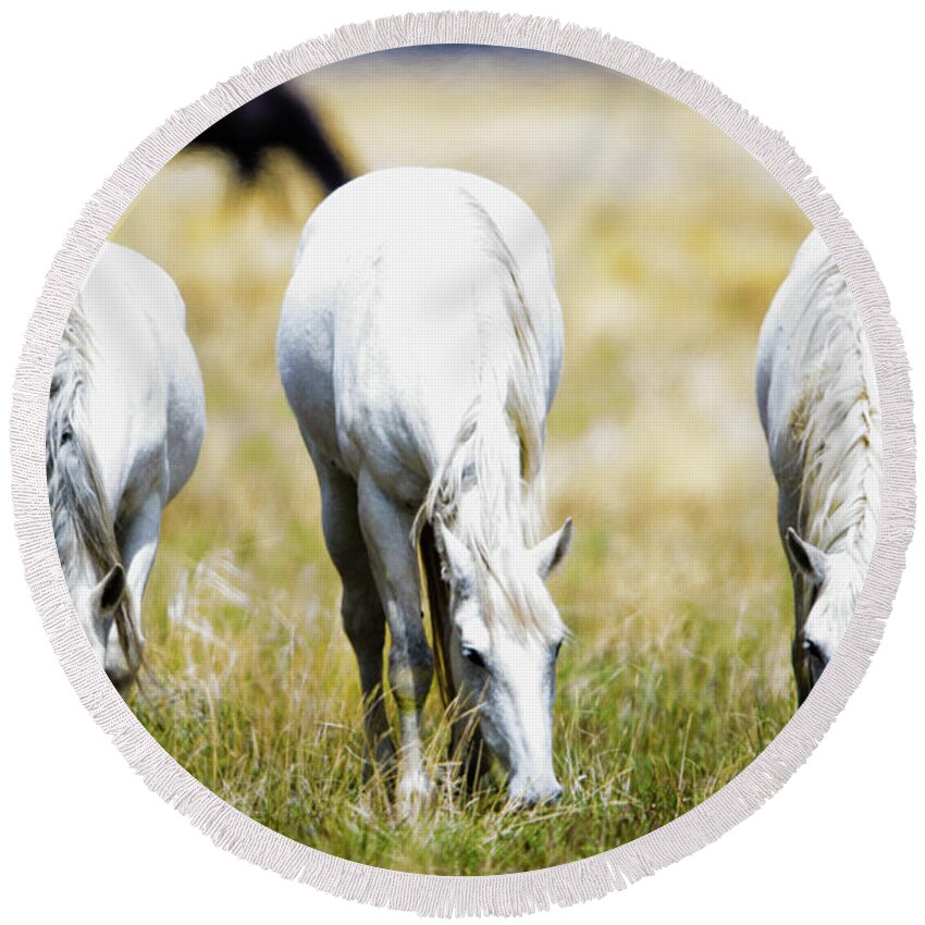 Horses Round Beach Towel featuring the photograph The three amigos grazing by Bryan Carter