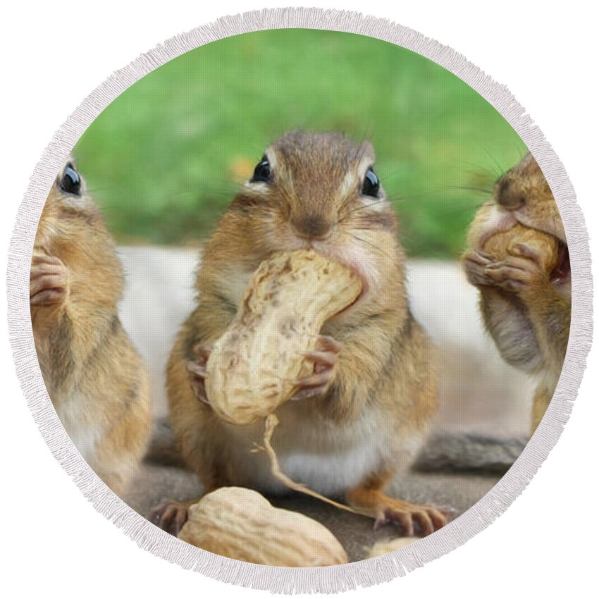 Chipmunk Round Beach Towel featuring the photograph The Three Stooges by Lori Deiter