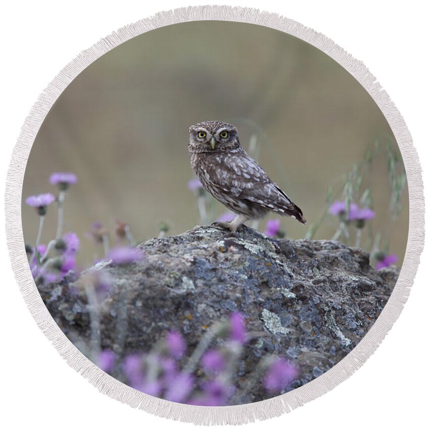 Little Owl Round Beach Towel featuring the photograph The watcher watched by Tony Mills