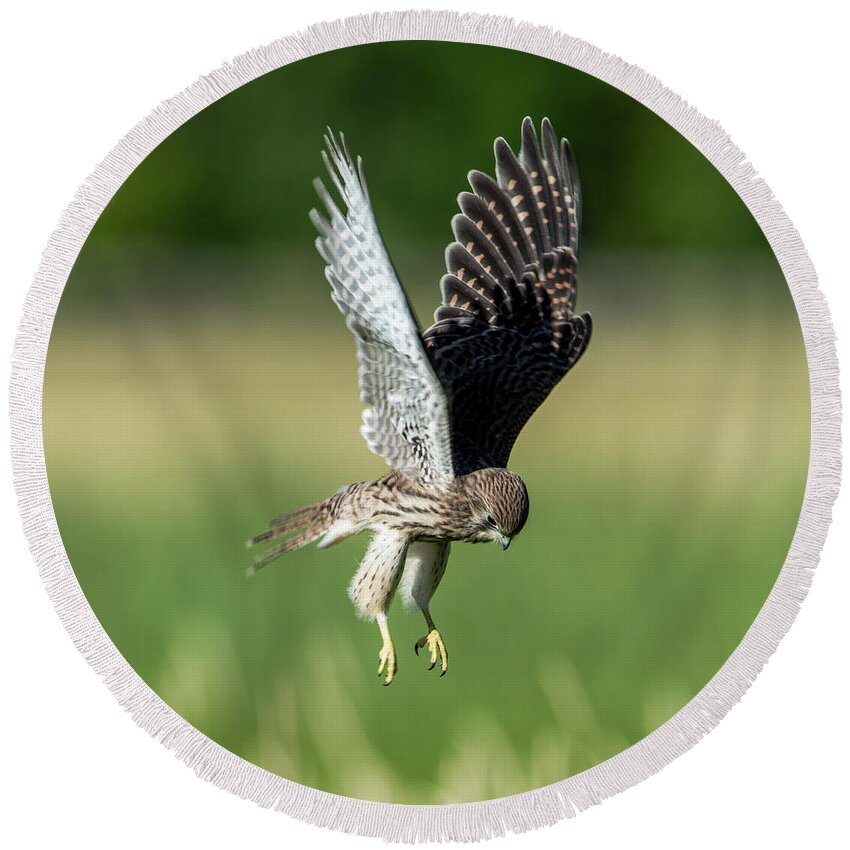 European Kestrel Round Beach Towel featuring the photograph The young hovering kestrel by Torbjorn Swenelius
