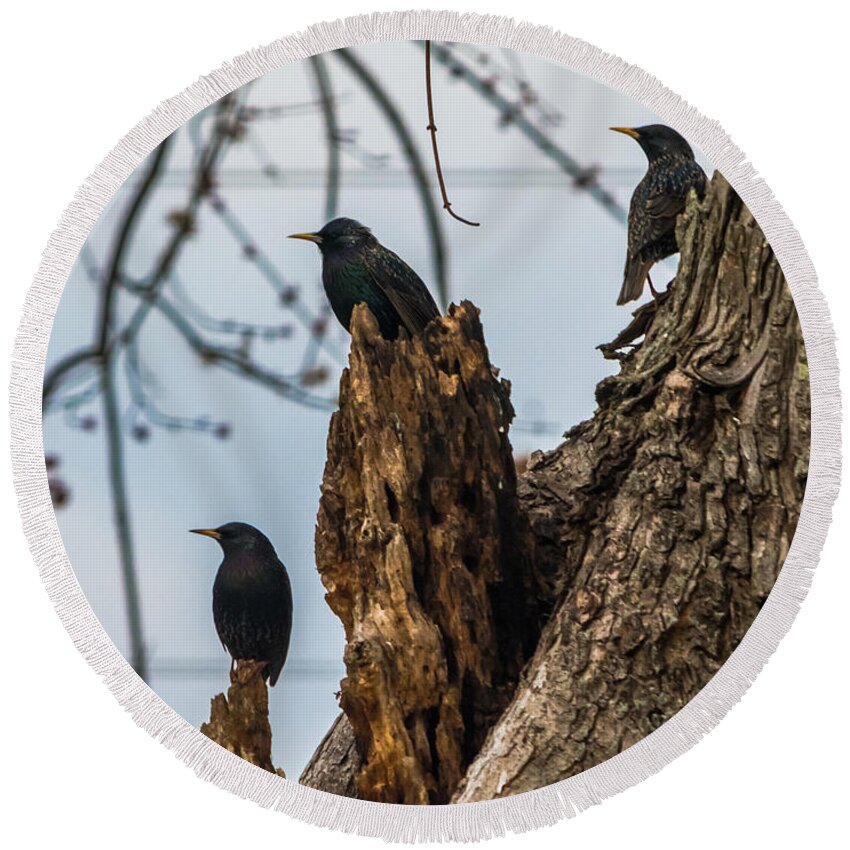 European Starlings Round Beach Towel featuring the photograph These Three Starlings by Holden The Moment