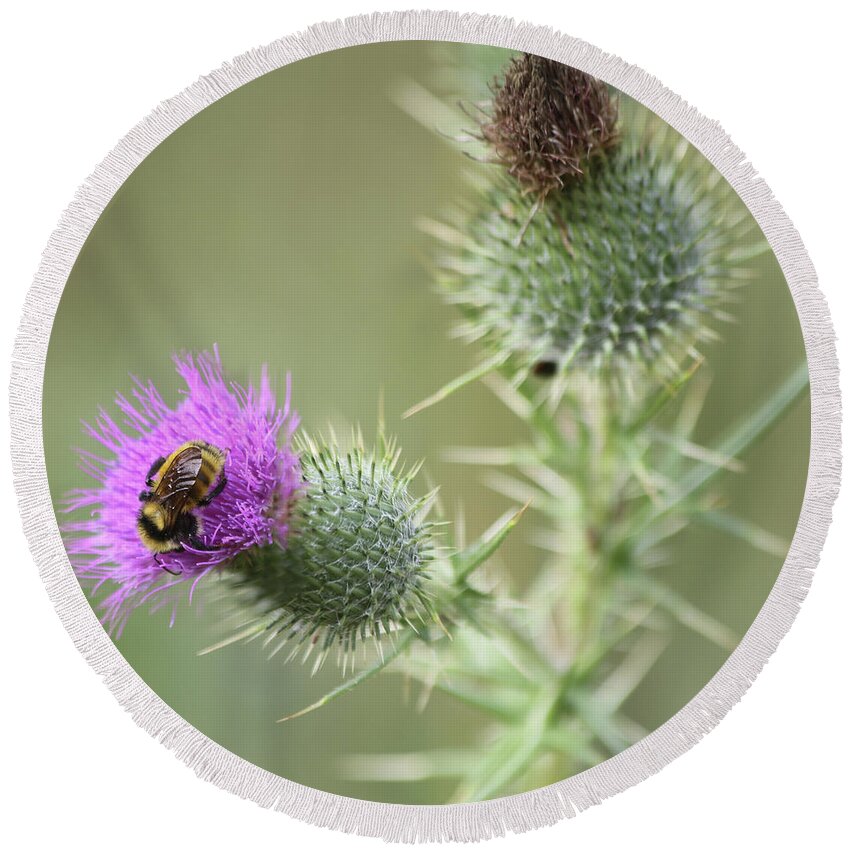 Thistle Round Beach Towel featuring the photograph Thistle and Bee 1 by John Meader