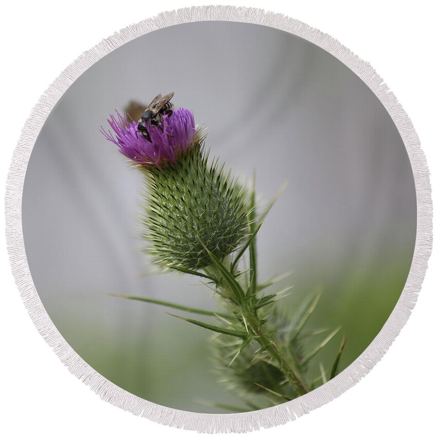 Thistle Round Beach Towel featuring the photograph Thistle and Bee 2 by John Meader
