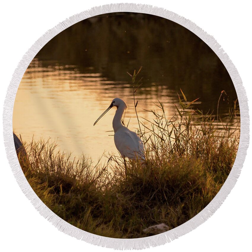 Spoonbill Round Beach Towel featuring the photograph Thoughts on Sunset by Arik Baltinester