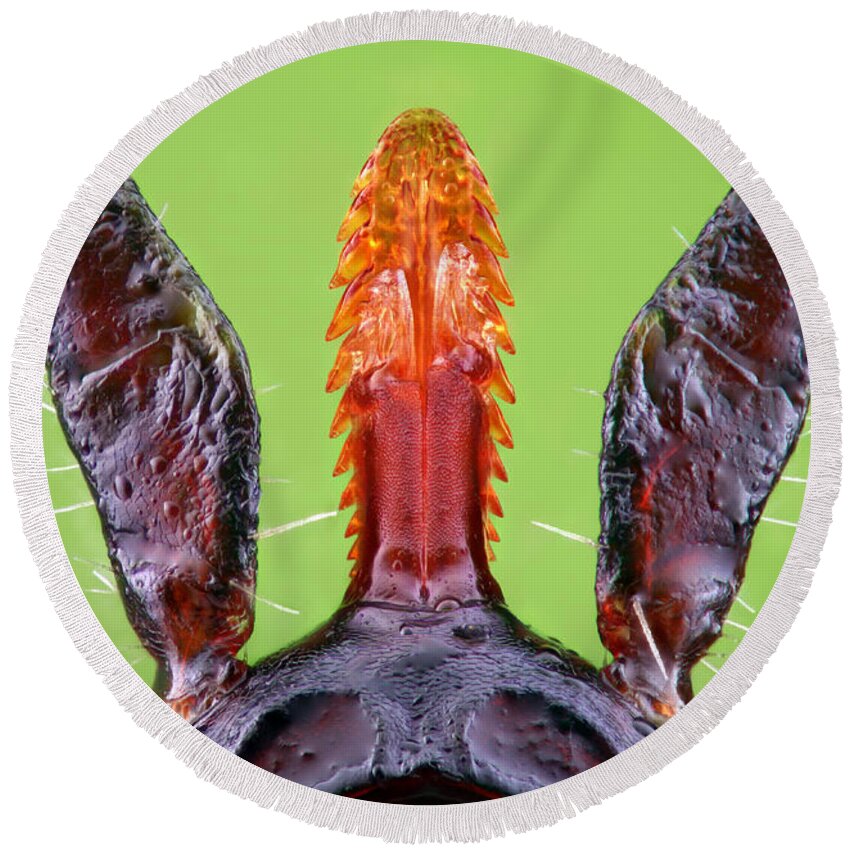 Animal Round Beach Towel featuring the photograph Tick Mouthparts by Matthias Lenke