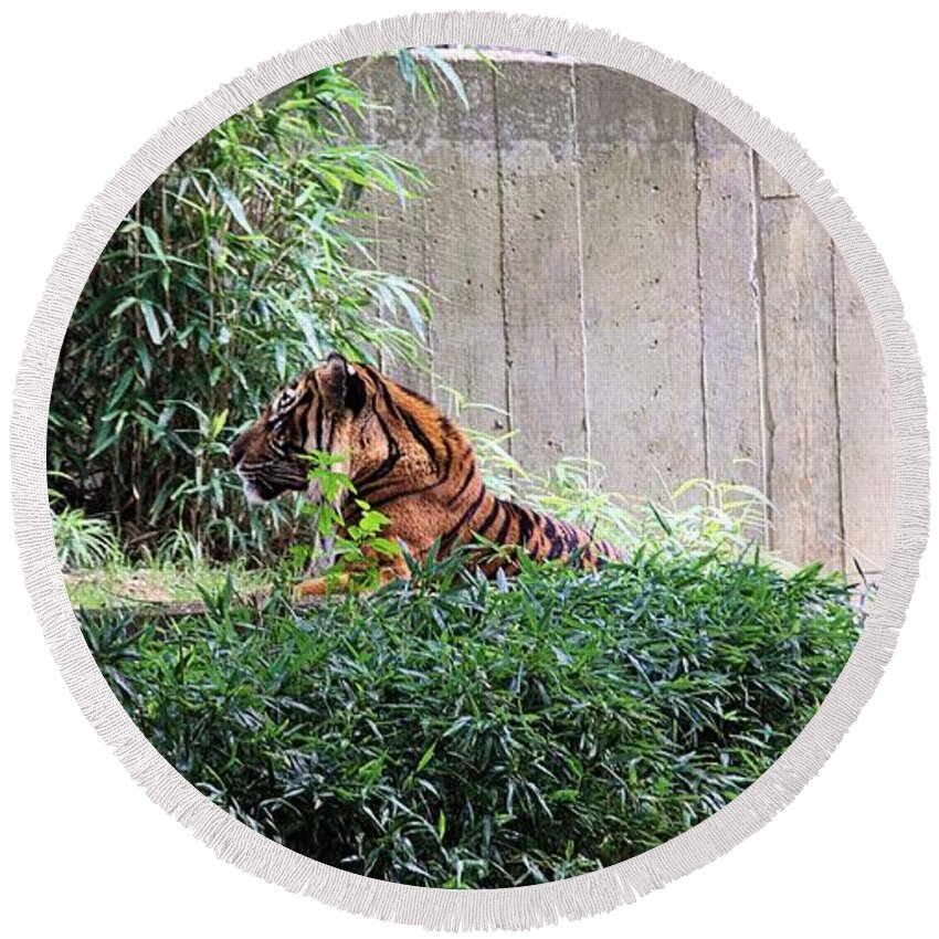 Tigers Round Beach Towel featuring the photograph Tiger 3 by Karl Rose