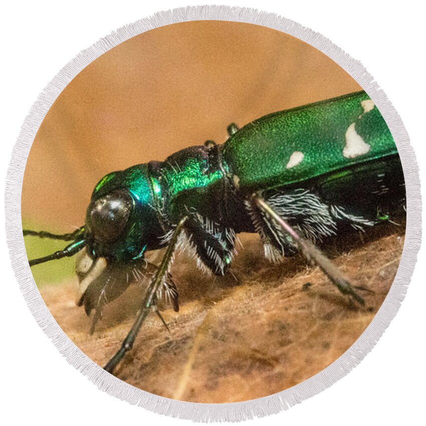 Designs Similar to Tiger Beetle Lateral Aspect