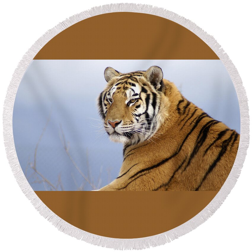 Tiger Round Beach Towel featuring the photograph Tiger by Mariel Mcmeeking