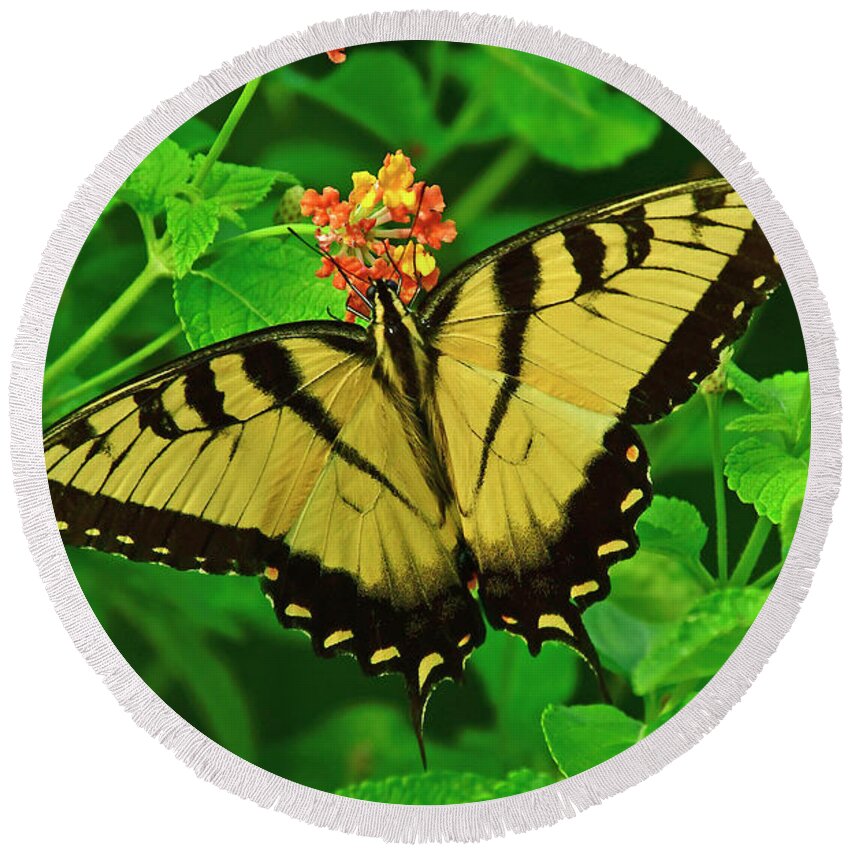 Butterfly Round Beach Towel featuring the photograph Tiger Swallowtail Butterfly by Kathy Baccari