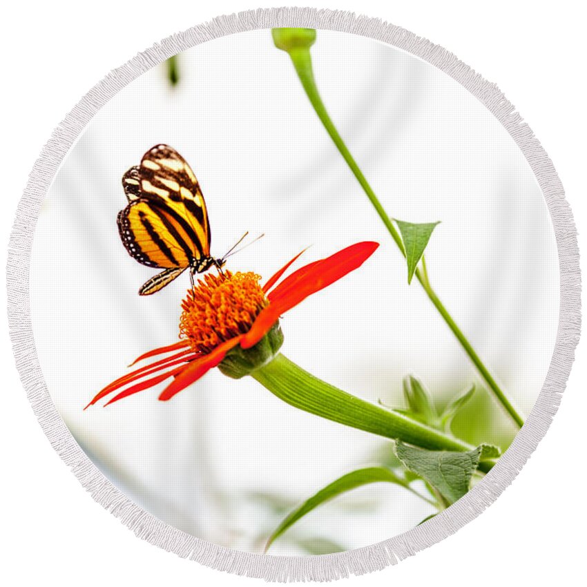 Butterfly Round Beach Towel featuring the photograph tigerwing at plus 1EV by Edward Kreis