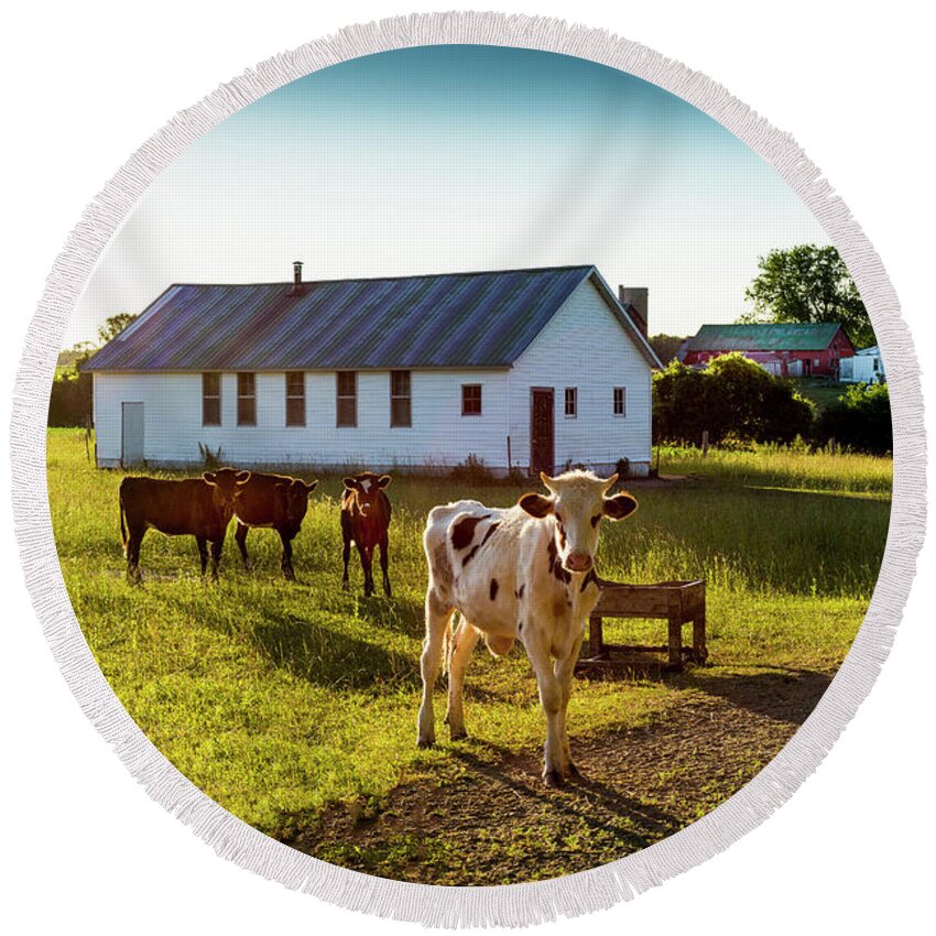 Cow Round Beach Towel featuring the photograph Til the Cows Come Home by Brent Buchner