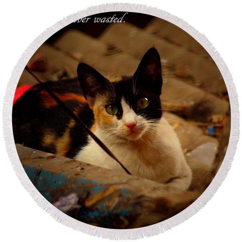 Cat Round Beach Towel featuring the photograph Time spent with cats. by Salman Ravish