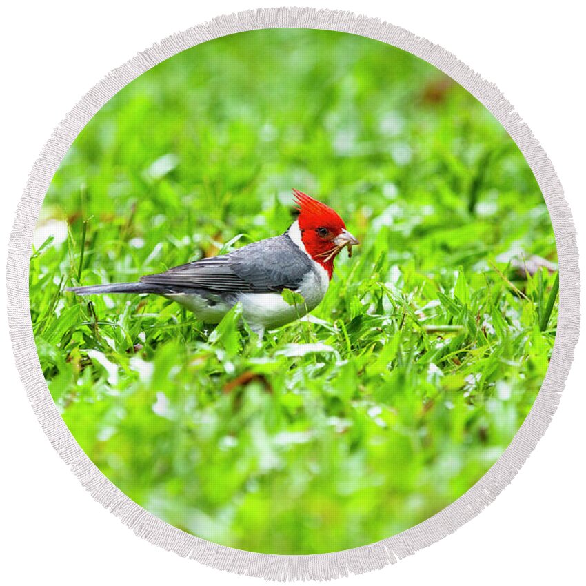 Red-crested Round Beach Towel featuring the photograph Time to build a nest by Jason Hughes
