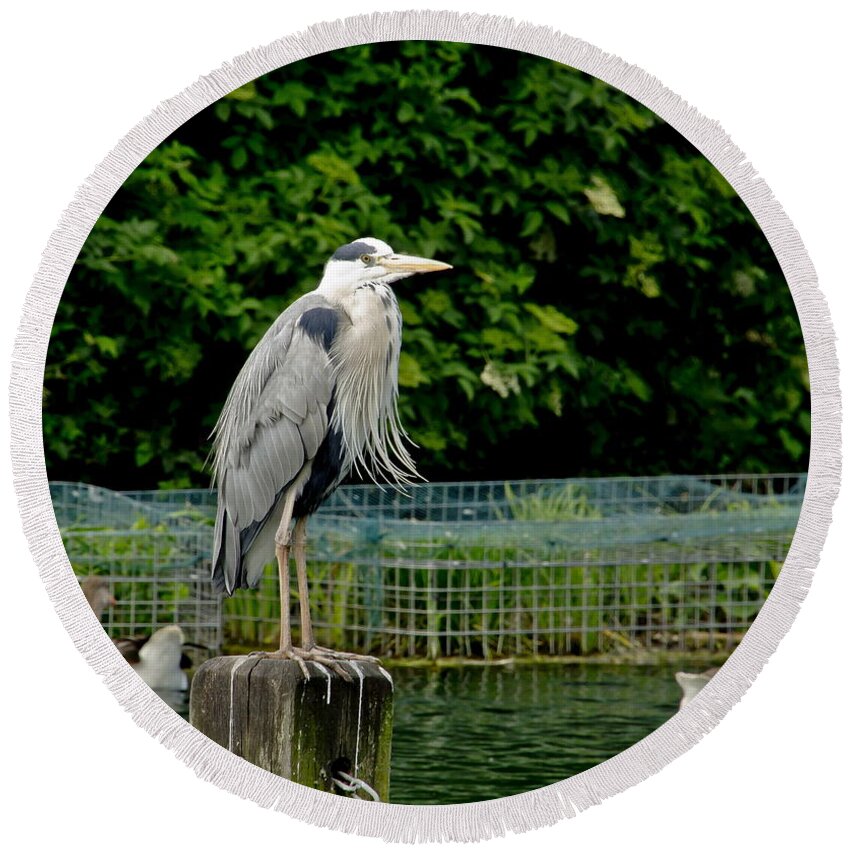 Heron Round Beach Towel featuring the photograph Time to look smart. by Elena Perelman