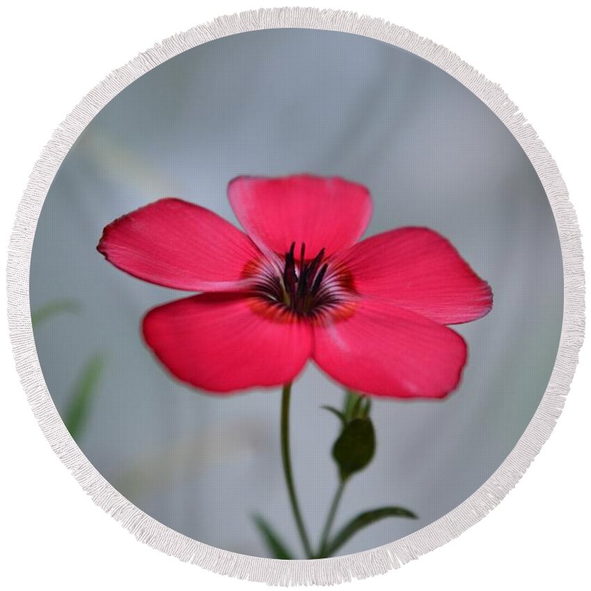 Flower Round Beach Towel featuring the photograph Tiny Flower by Dani McEvoy
