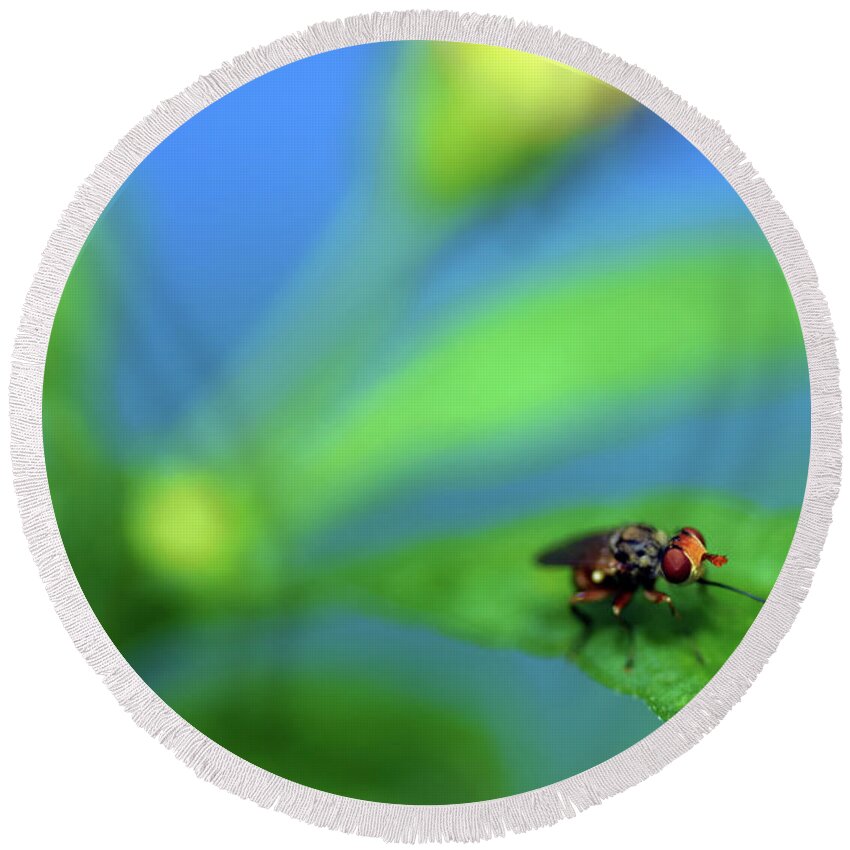 Photograph Round Beach Towel featuring the photograph Tiny Fly on Leaf by Larah McElroy