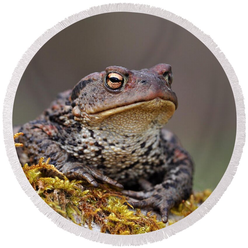 Common Toad Round Beach Towel featuring the photograph Toad by Gavin Macrae