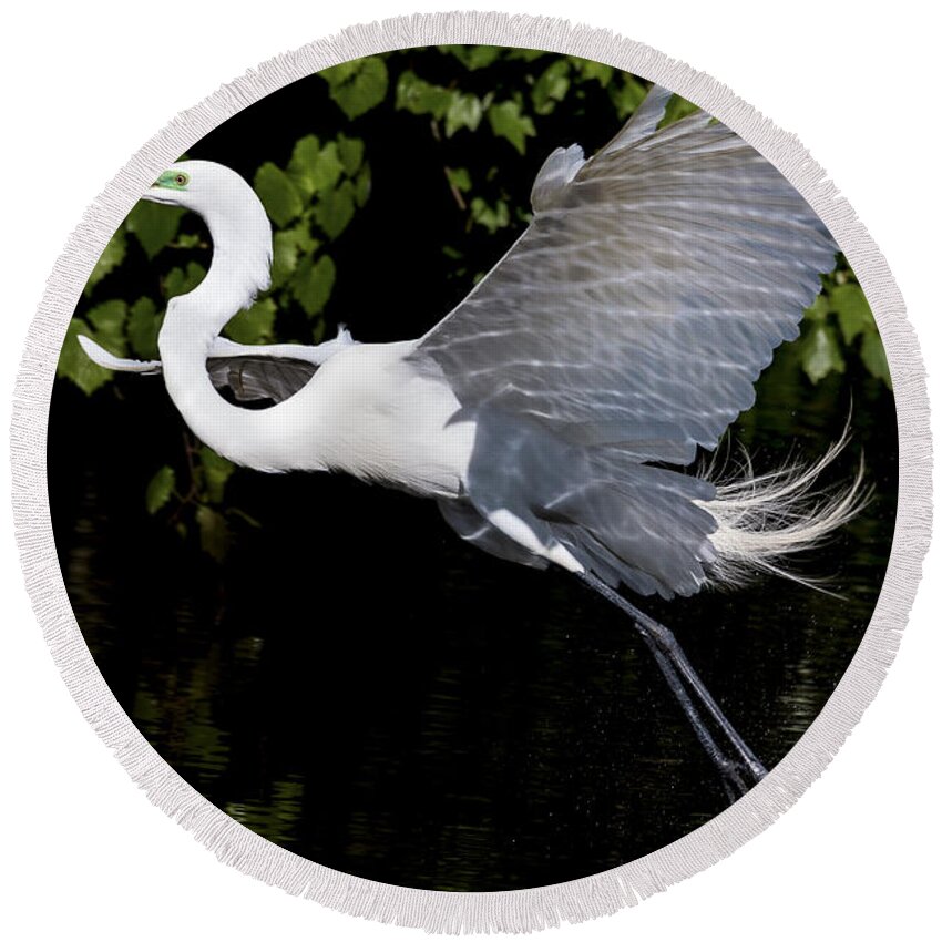 Great Egret Round Beach Towel featuring the photograph Toe Draggin' by Jim Miller
