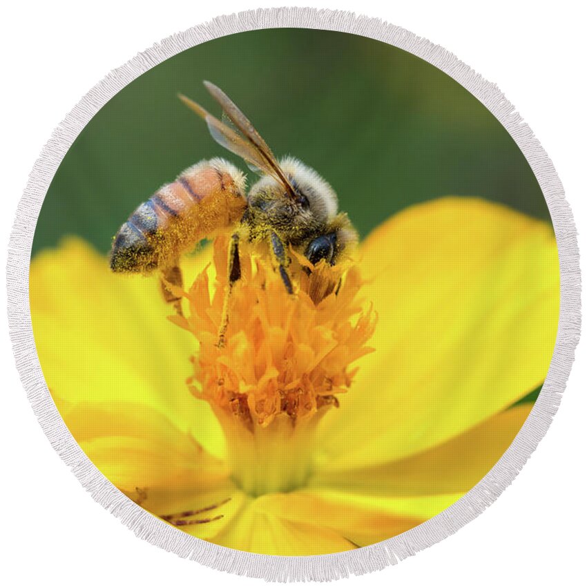  Round Beach Towel featuring the photograph Top of the Bees by Brian Hale