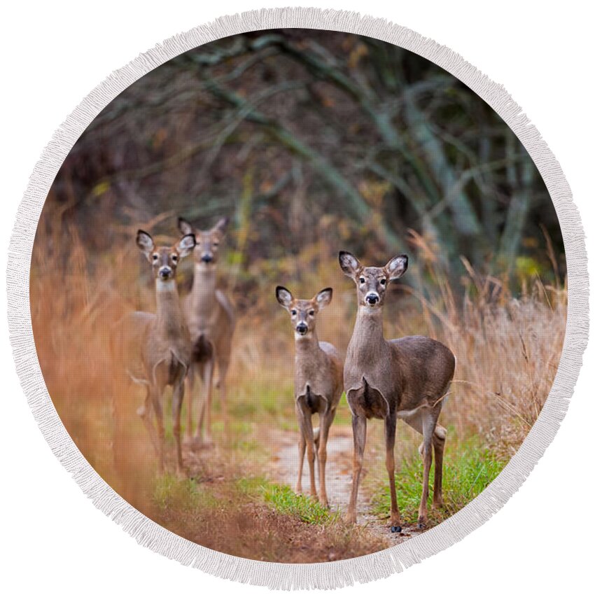 Wildlife Round Beach Towel featuring the photograph Trail Watchers by Jeff Phillippi