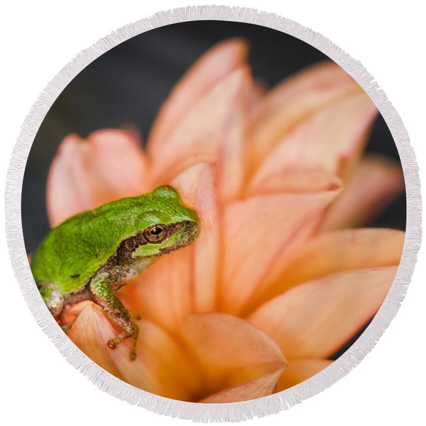 Animals Round Beach Towel featuring the photograph Tree Frog in the Blossoms by Rikk Flohr