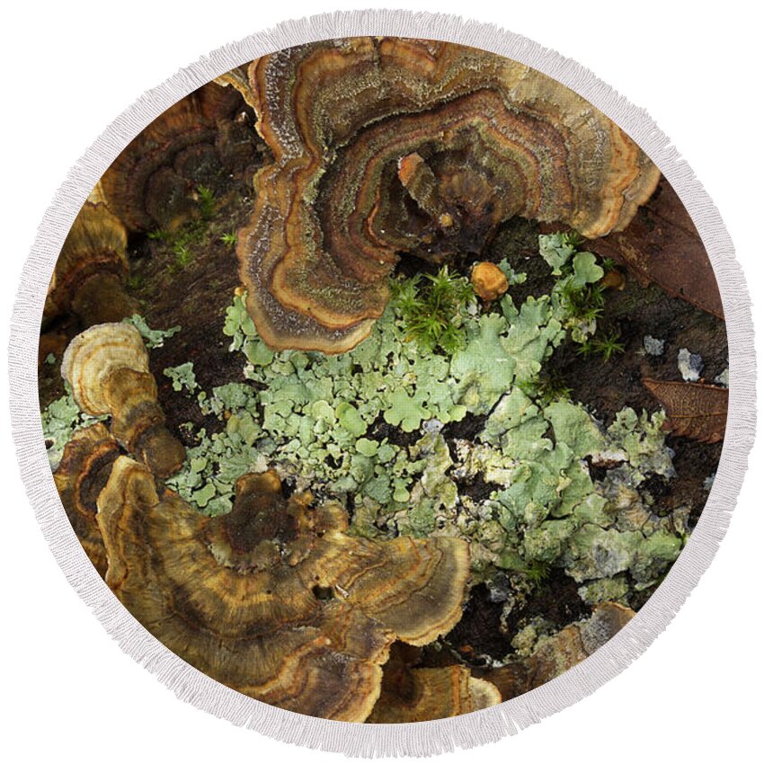 Fungus Round Beach Towel featuring the photograph Tree Fungus by Mike Eingle