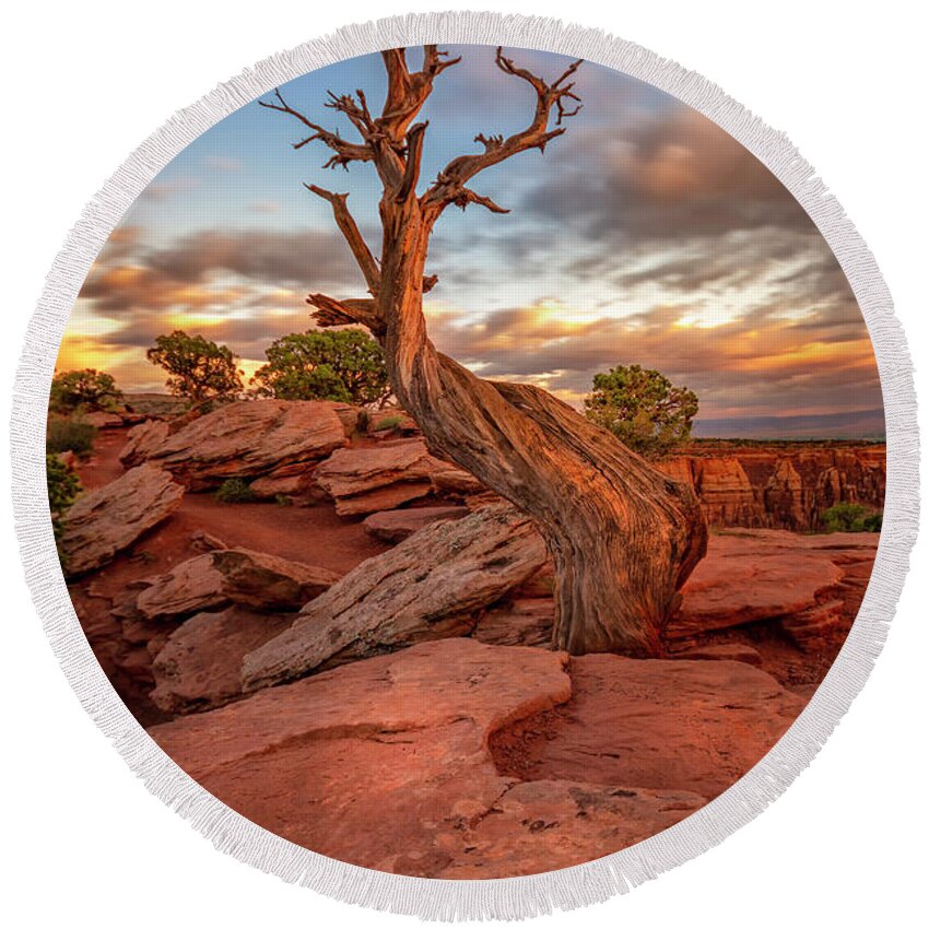 Colorado National Monument Round Beach Towel featuring the photograph Tree by Ronda Kimbrow