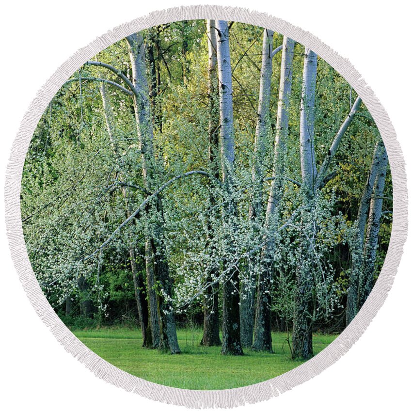 Tree Round Beach Towel featuring the photograph Trees in Spring by Kevin Shields