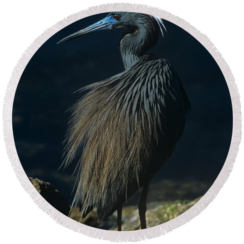 Heron Round Beach Towel featuring the photograph Tri Colored Heron Displaying Full Breeding Plumage by John Harmon