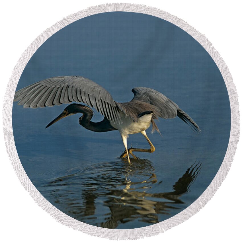 Wading Bird Round Beach Towel featuring the photograph Tri Colored Heron Fishing by John Harmon